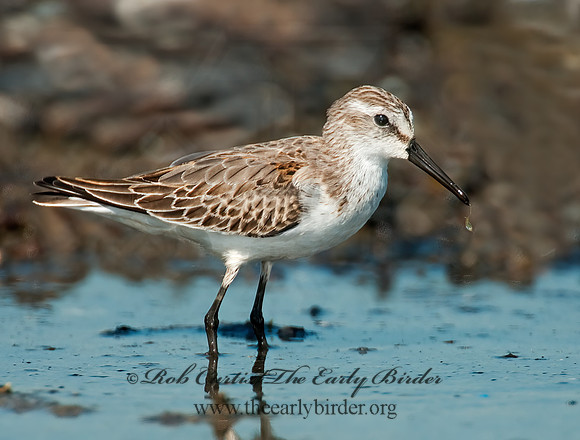 Calidris mauri  WESTERN SANDPIPER 3010283 z