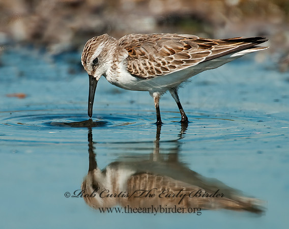 Calidris mauri  WESTERN SANDPIPER 3010286 z