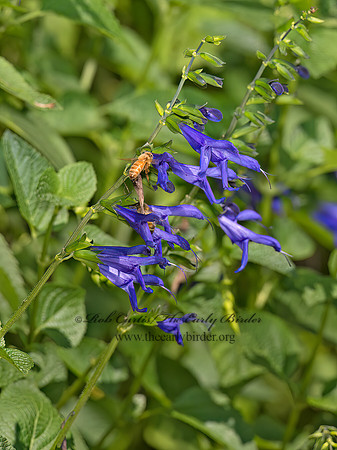 Salvia guaranitica  ANISE-SCENTED SAGE 9014049z