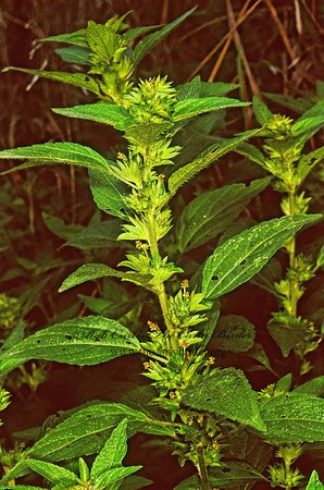 Acalypha virginica  3 SEEDED MERCURY 244408z