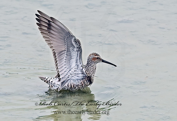 Calidris himantopus  STILT SANDPIPER 6022859z