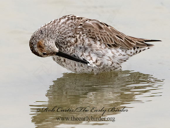 Calidris himantopus  STILT SANDPIPER 3029908z