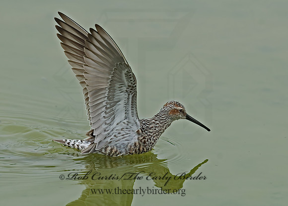 Calidris himantopus  STILT SANDPIPER 6022948z