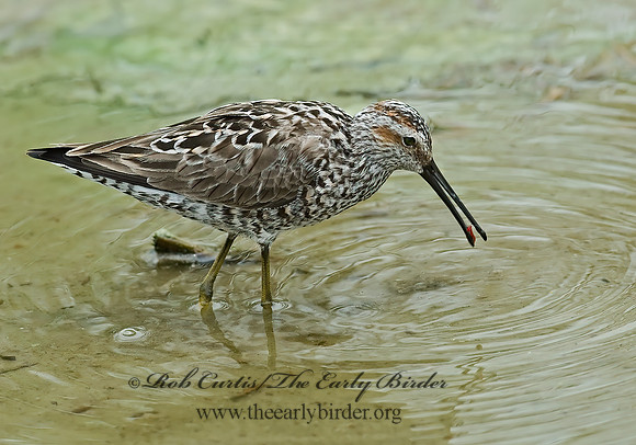 Calidris himantopus  STILT SANDPIPER 6022825z