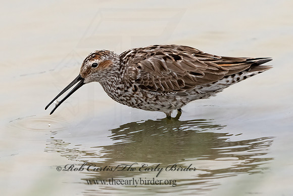 Calidris himantopus  STILT SANDPIPER 3029914z
