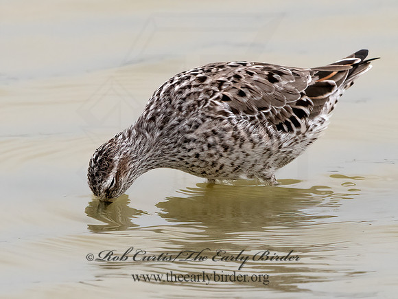 Calidris himantopus  STILT SANDPIPER 3029892z