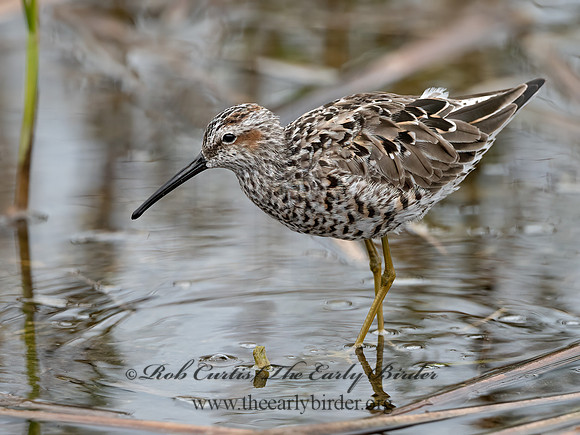 Calidris himantopus  STILT SANDPIPER 3032186z