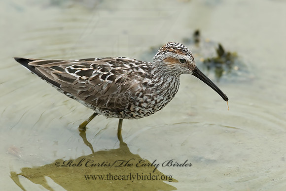 Calidris himantopus  STILT SANDPIPER 6022818z