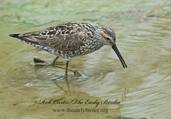 Calidris himantopus  STILT SANDPIPER 6022826z