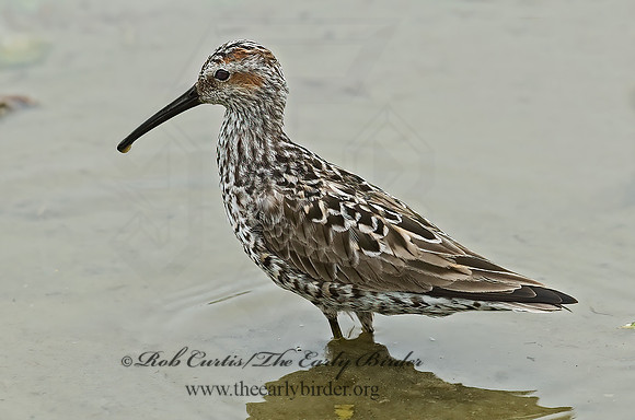 Calidris himantopus  STILT SANDPIPER 6022841z