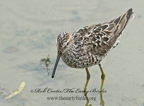 Calidris himantopus  STILT SANDPIPER 6022846z