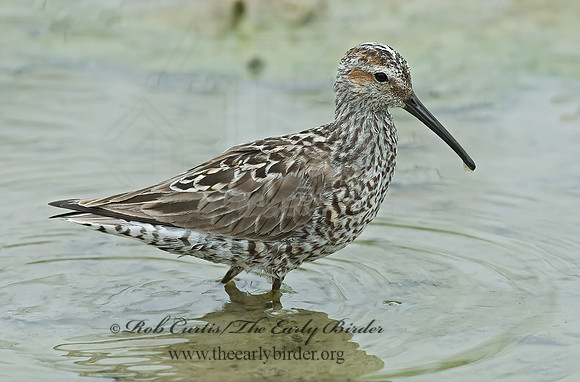 Calidris himantopus  STILT SANDPIPER 6022941z