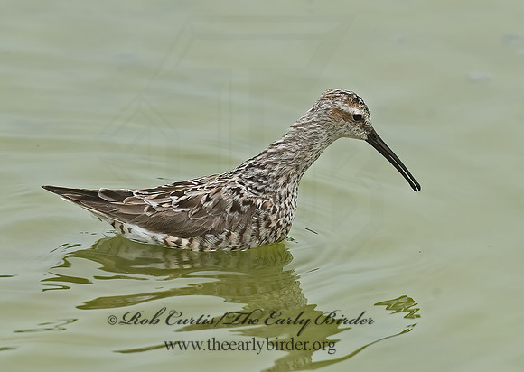 Calidris himantopus  STILT SANDPIPER 6022962z
