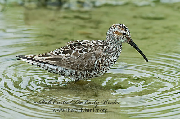 Calidris himantopus  STILT SANDPIPER 6022942z