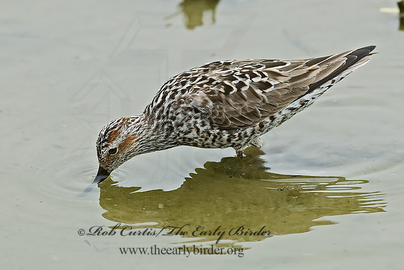 Calidris himantopus  STILT SANDPIPER 6022840z