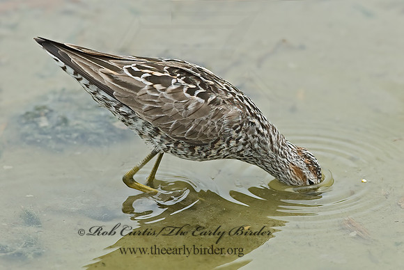 Calidris himantopus  STILT SANDPIPER 6022817z