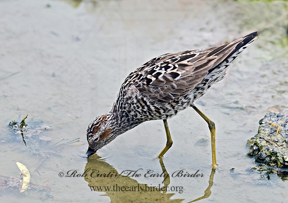Calidris himantopus  STILT SANDPIPER 6022845z