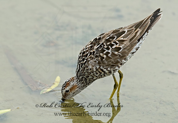 Calidris himantopus  STILT SANDPIPER 6022849z