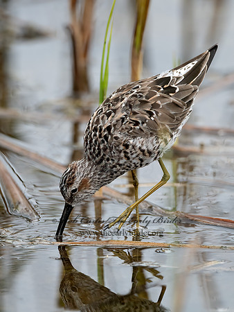 Calidris himantopus  STILT SANDPIPER 3032183z