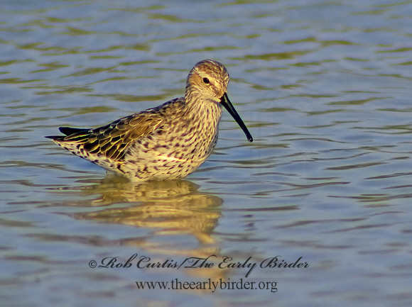 Calidris himantopus  STILT SANDPIPER 16112z