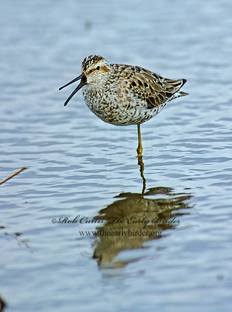 Calidris himantopus  STILT SANDPIPER 204323z