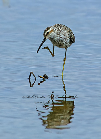 Calidris himantopus  STILT SANDPIPER 204416z