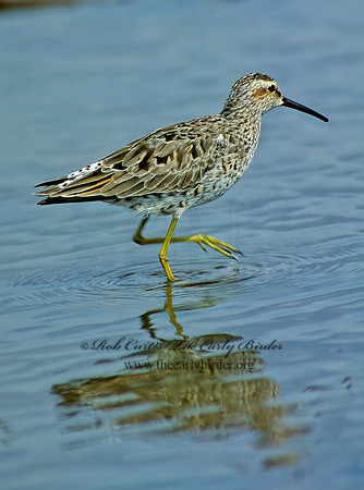 Calidris himantopus  STILT SANDPIPER 204328z