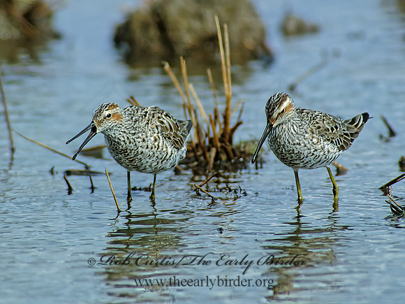 Calidris himantopus  STILT SANDPIPER 204329z