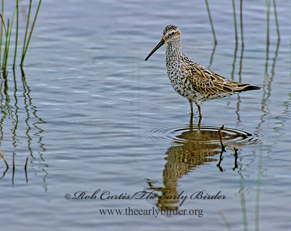 Calidris himantopus  STILT SANDPIPER 204408z