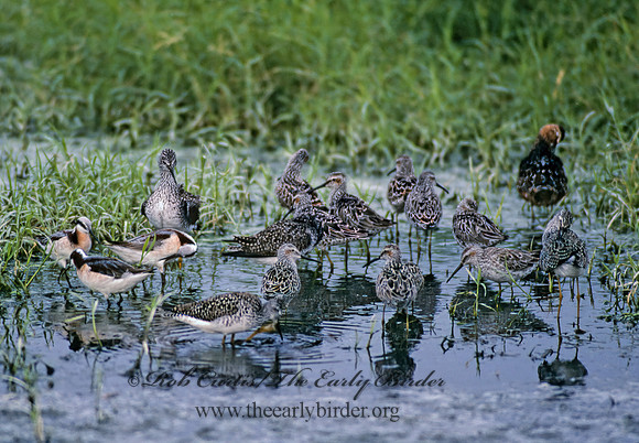 Calidris himantopus  STILT SANDPIPER 51926z