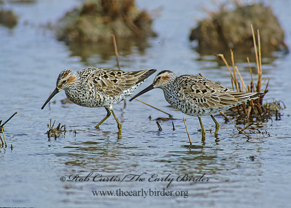Calidris himantopus  STILT SANDPIPER 204330z