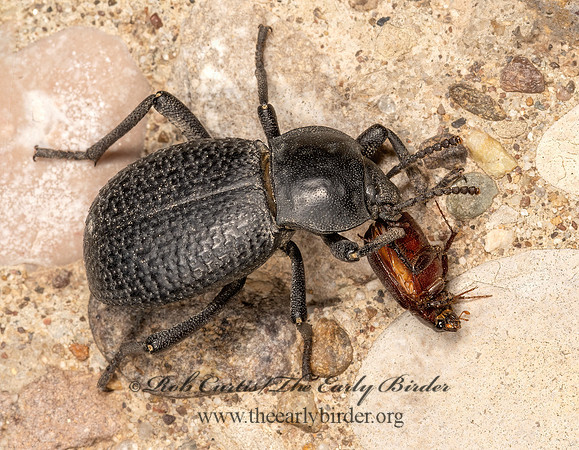 Cryptoglossa infausta  DEATH-FEIGNING BEETLE 3036279z