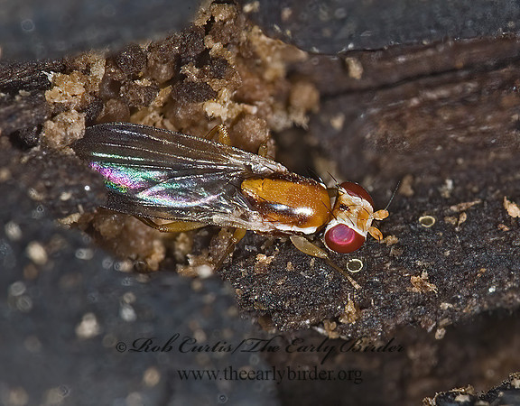 Clusiodes CLUSIID FLY 6004309z