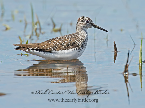 Tringa flavipes  LESSER YELLOWLEGS 9010244z