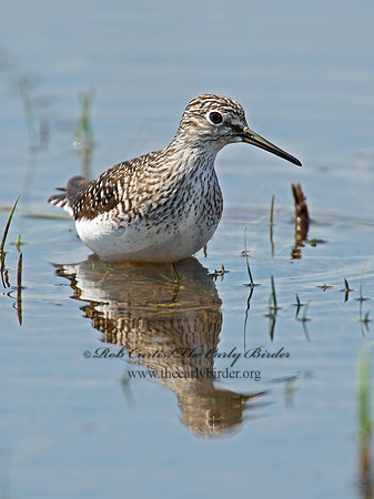 Tringa flavipes  LESSER YELLOWLEGS 9010242z