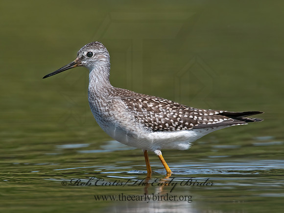 Tringa flavipes  LESSER YELLOWLEGS 3009861z