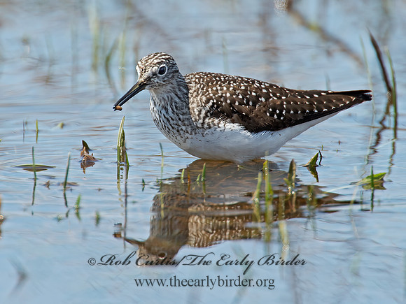 Tringa flavipes  LESSER YELLOWLEGS 9010250z