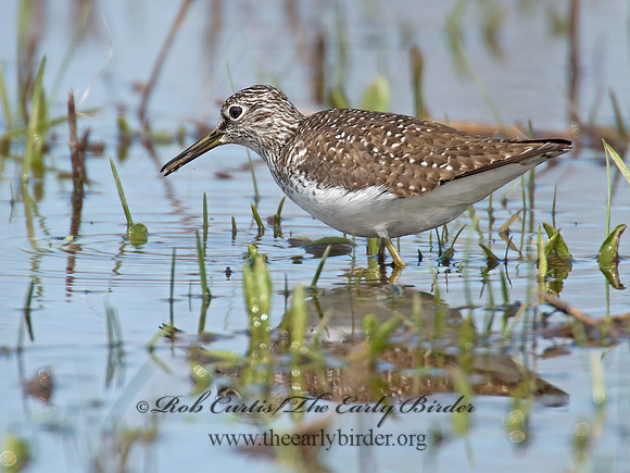 Tringa flavipes  LESSER YELLOWLEGS 9010212z