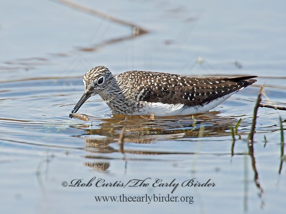 Tringa flavipes  LESSER YELLOWLEGS 9010234z