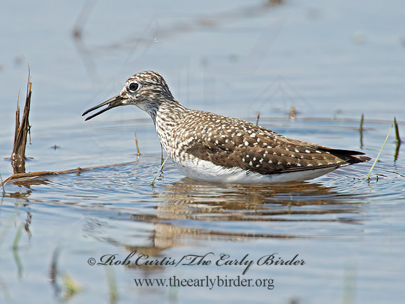 Tringa flavipes  LESSER YELLOWLEGS 9010232z
