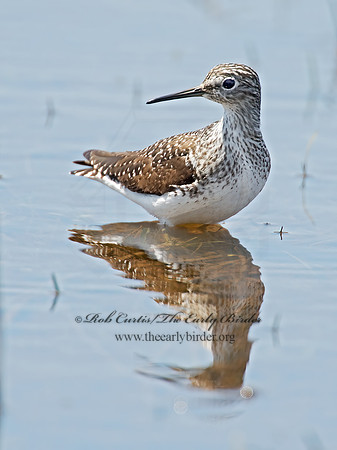 Tringa flavipes  LESSER YELLOWLEGS 9010219z