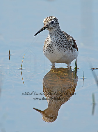 Tringa flavipes  LESSER YELLOWLEGS 9010225z