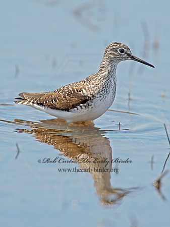 Tringa flavipes  LESSER YELLOWLEGS 9010218z