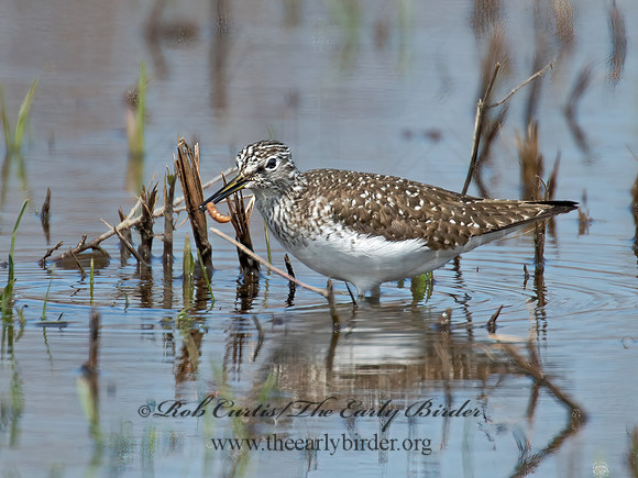 Tringa flavipes  LESSER YELLOWLEGS 9010208z