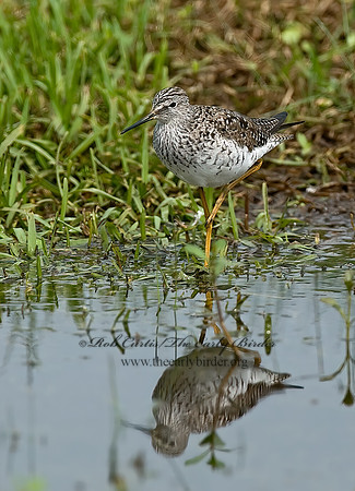 Tringa flavipes  LESSER YELLOWLEGS 7004196z