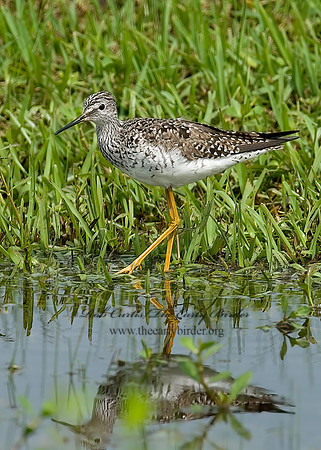 Tringa flavipes  LESSER YELLOWLEGS 7004190z