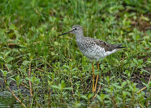 Tringa flavipes  LESSER YELLOWLEGS 7004193z