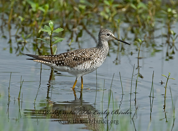 Tringa flavipes  LESSER YELLOWLEGS 7004184z