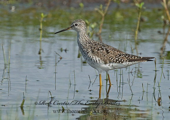Tringa flavipes  LESSER YELLOWLEGS 7004173z