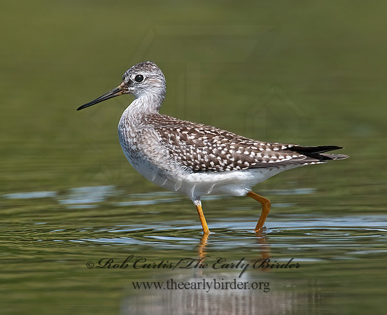 Tringa flavipes  LESSER YELLOWLEGS 3009860z